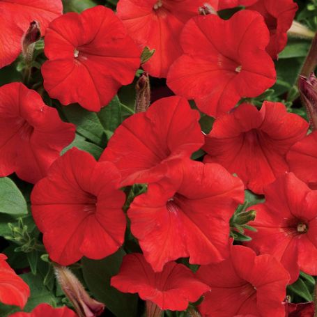 Picture of Easy Wave® Red Petunia Plant