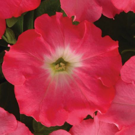 Picture of Easy Wave® Rosy Dawn Petunia Plant