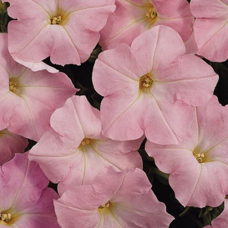 Picture of Easy Wave® Shell Pink Petunia Plant