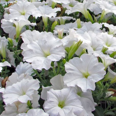Picture of Easy Wave® White Petunia Plant
