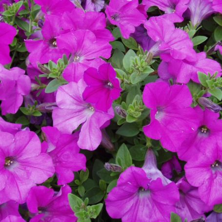 Picture of Wave® Lavender Petunia Plant