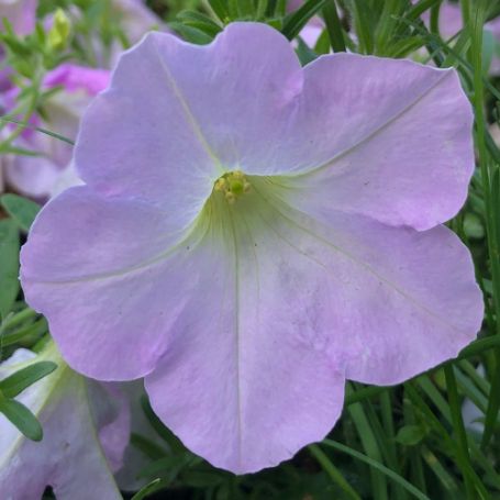 Picture of Wave® Misty Lilac Petunia Plant