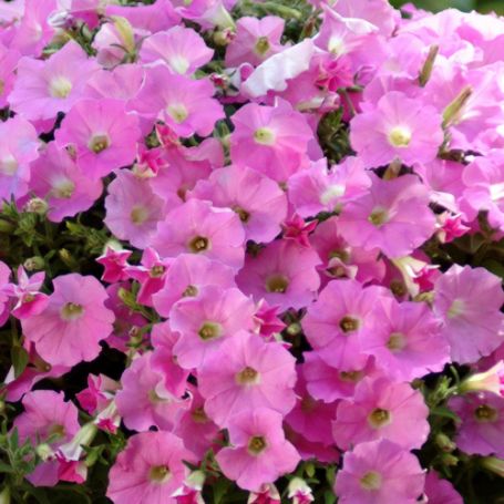 Picture of Shock Wave® Pink Shaded Petunia Plant