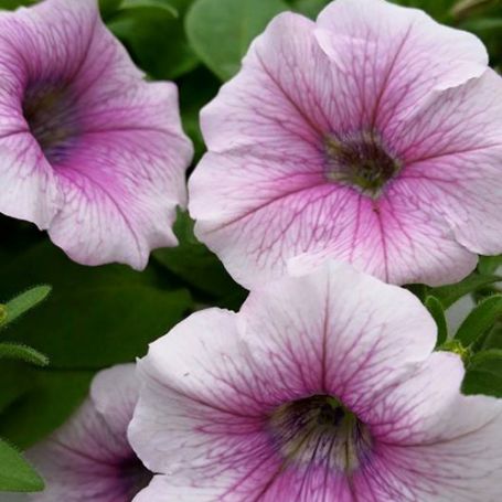 Picture of Shock Wave® Pink Veined Petunia Plant