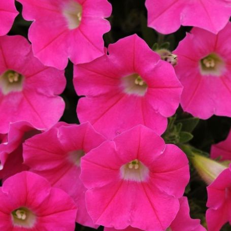 Picture of Shock Wave® Rose Petunia Plant