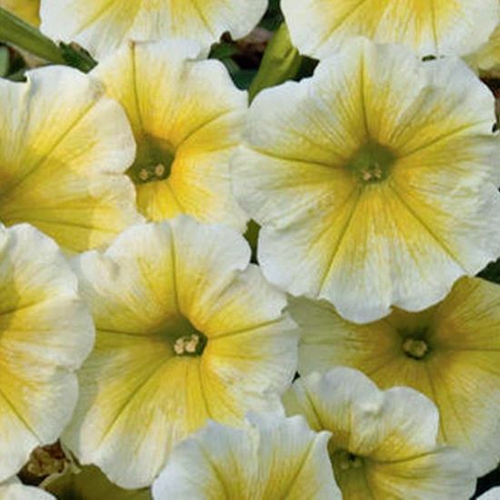 Picture of Spreading Baby Duck Yellow Petunia Plant