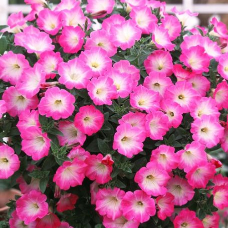 Picture of Pink Morn Opera Petunia Plant