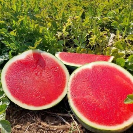 Picture of Red Winner Seedless Watermelon Plant
