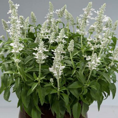 Picture of Sallyfun White Salvia Plant