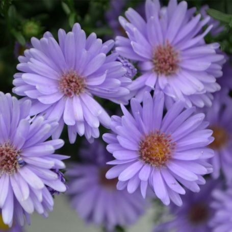 Picture of Days™ Blue Aster Plant