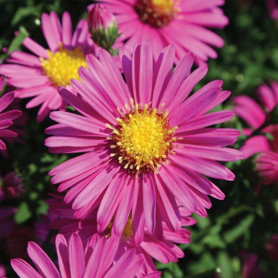 Picture of Hazy™ Dark Pink Aster Plant