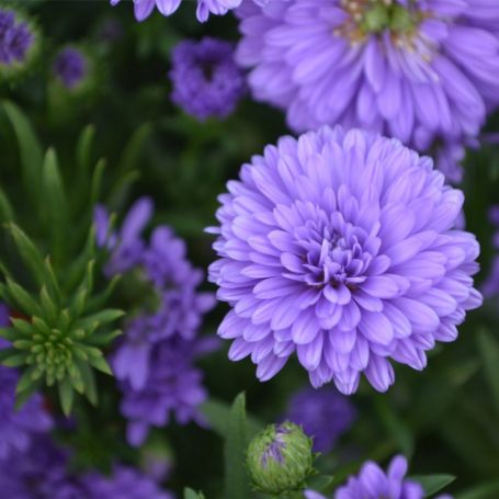 Picture of Henry™ III Purple  Aster Plant
