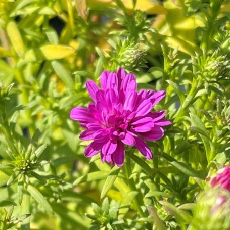 Picture of Marie III Dark Pink Aster Plant