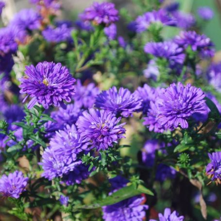 Picture of Peter™ III Aster Plant
