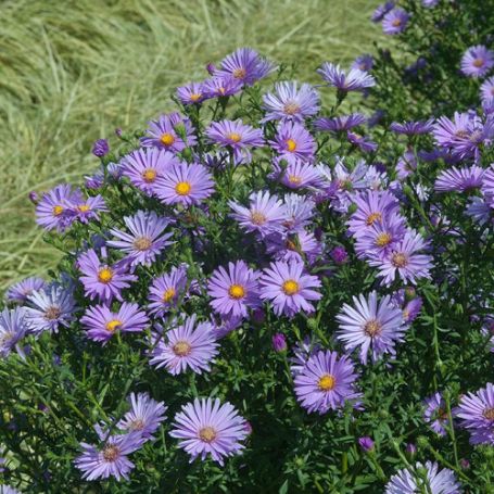 Picture of Believer™ Purple Aster Plant