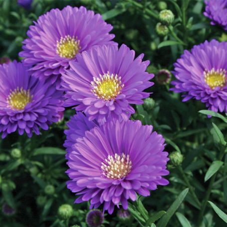 Picture of Magic™ Purple Aster Plant