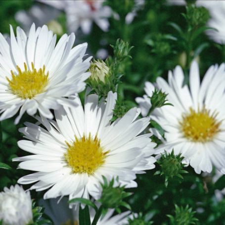 Picture of Puff™ White Aster Plant