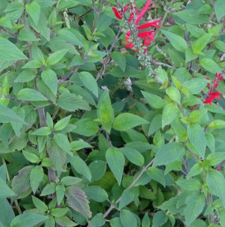 Picture of Pineapple Sage Herb Plant