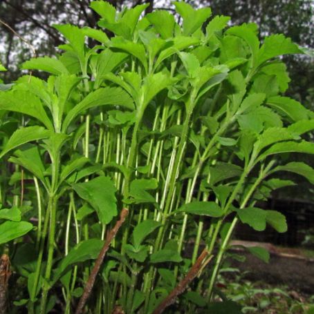 Picture of Stevia Herb Plant
