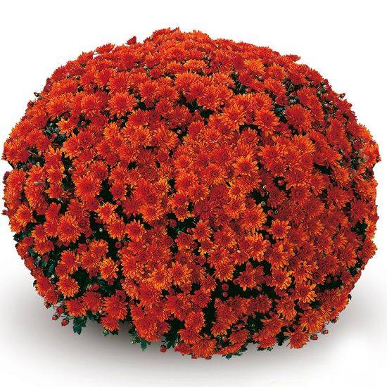 Picture of Belgian Mum® Conaco Orange Plant