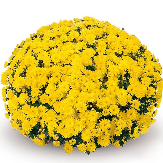 Picture of Belgian Mum® Padre Yellow Plant
