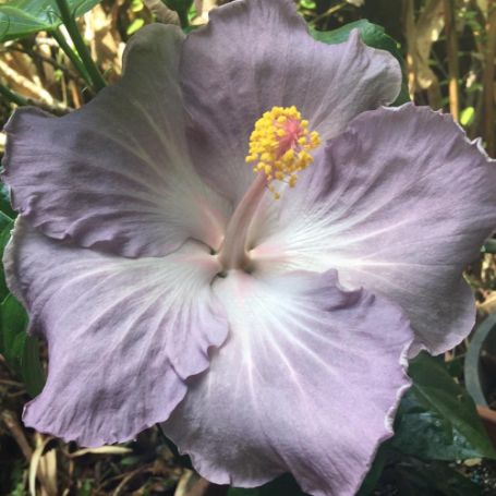 Picture of Blue Cajun Hibiscus Plant