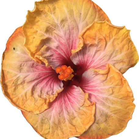 Picture of Floral Fantasy Cajun Hibiscus Plant