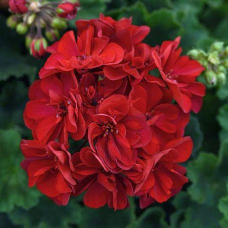 Picture of Moonlight™ Dark Red Geranium Plant