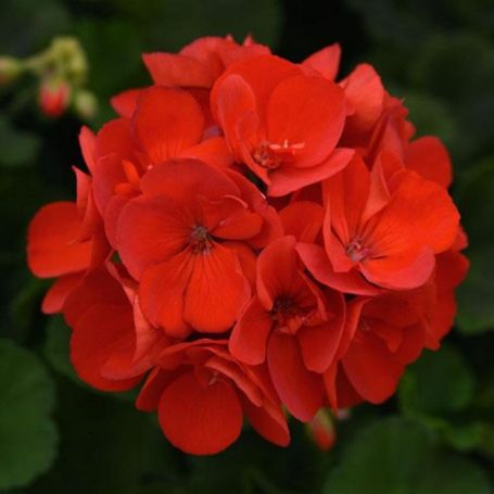 Picture of Sunrise™ Brilliant Red Geranium Plant