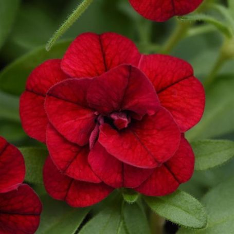 Picture of MiniFamous® Uno Double Red Calibrachoa Plant