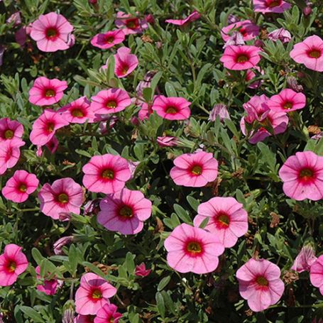 Picture of MiniFamous® Dark Pink with Eye Calibrachoa Plant