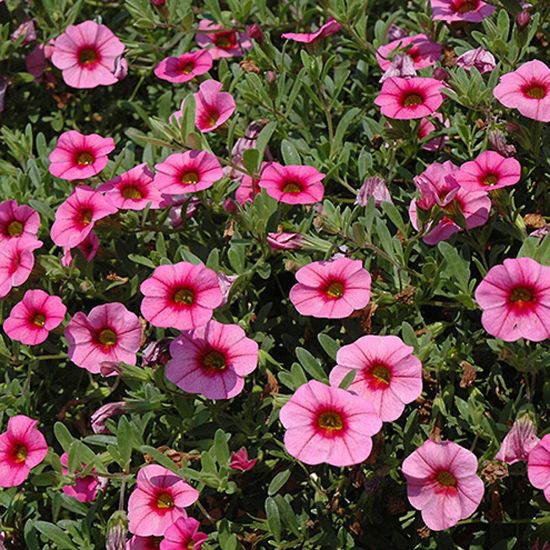 Picture of MiniFamous® Dark Pink with Eye Calibrachoa Plant