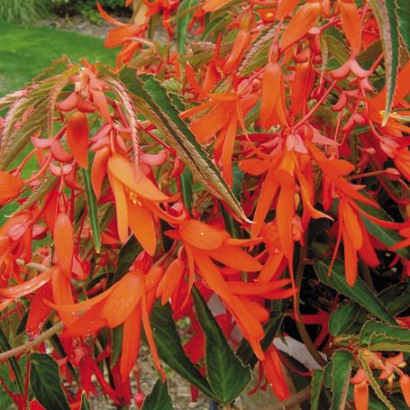 Picture of Bonfire® Orange Begonia Plant