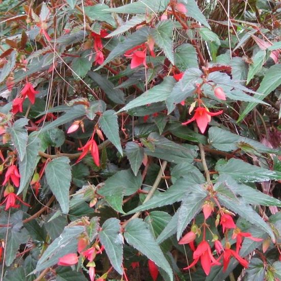 Picture of Bellfire Begonia Plant