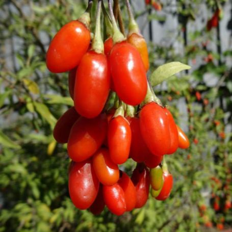 Picture of Goji Berry Plant | 2-Year Old Rootstock