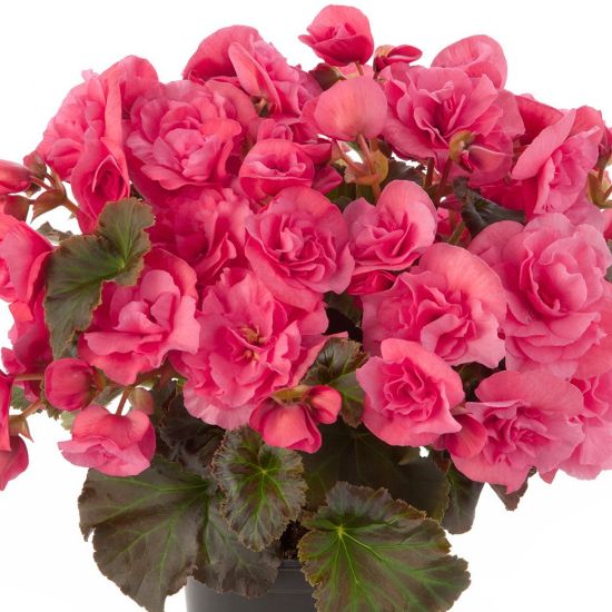 Picture of Solenia® Light Pink Begonia Plant