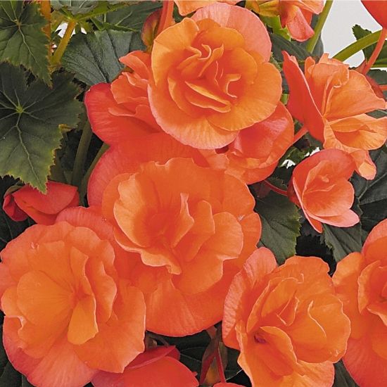 Picture of Solenia® Salmon Coral Begonia Plant