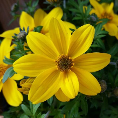 Picture of Yellow Glow Bidens Plant