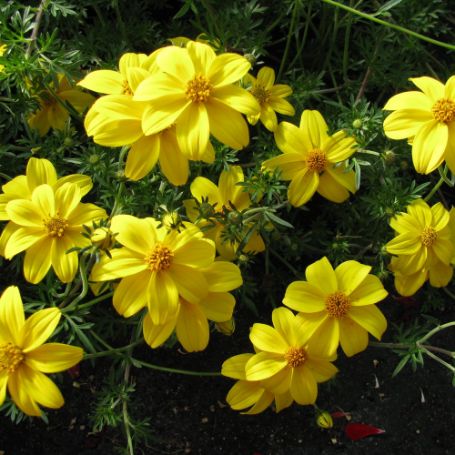 Picture of Mexican Gold Bidens Plant