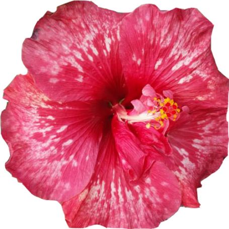 Picture of Bold Idea Cajun Hibiscus Plant