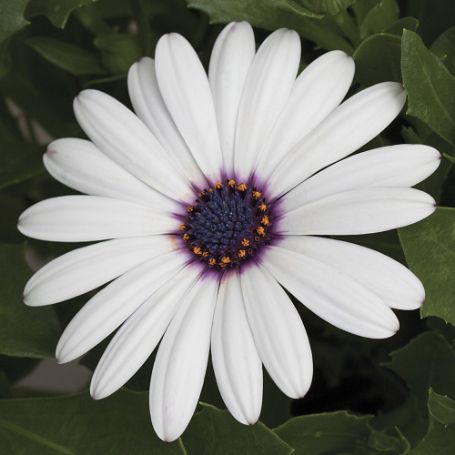 Picture of Asti™ White Osteospermum Plant