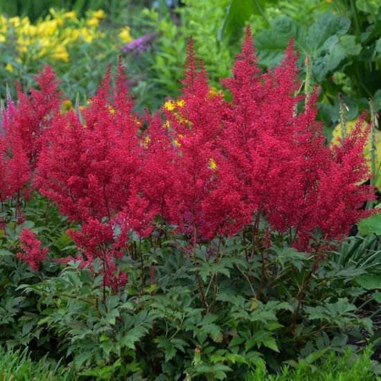 Picture of Red Sentinel Astilbe Plant