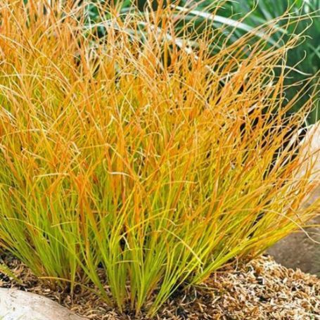 Picture of Prairie Fire Carex Grass Plant