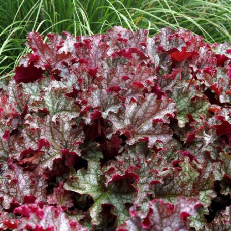 Picture of Can Can Heuchera Plant