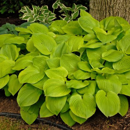 Picture of August Moon Hosta Plant