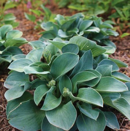 Picture of Blue Mouse Ears Hosta Plant