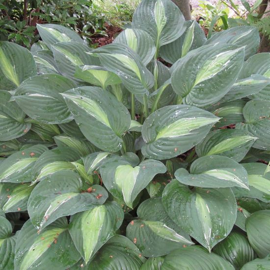 Picture of Striptease Hosta Plant