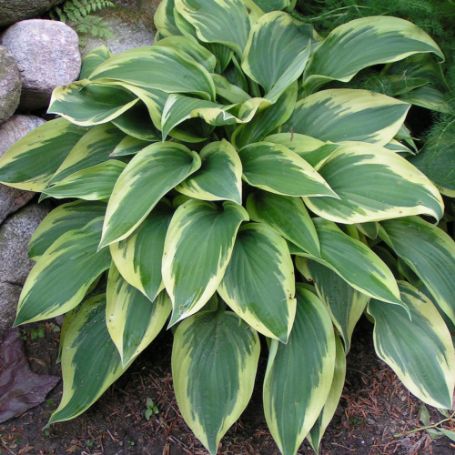 Picture of Wolverine Hosta Plant