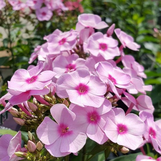 Picture of Cotton Candy Garden Phlox Plant