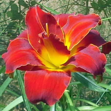 Picture of Highland Lord Hemerocallis Plant